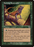 Agame pèlerin (Basking Rootwalla)