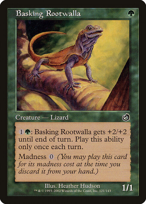 Agame pèlerin (Basking Rootwalla)